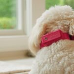 satellai-debuts-world’s-first-pet-health-ai-at-ces-2026